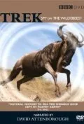 Дикая природа: Шпион среди антилоп гну (2007)