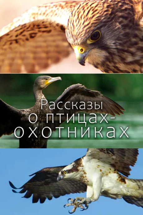 Рассказы о птицах-охотниках (сериал 2011)